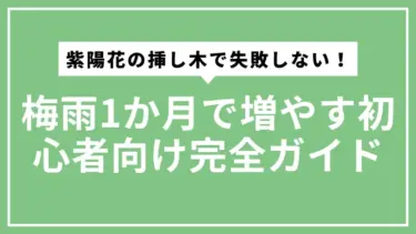 紫陽花の挿し木で失敗しない！梅雨1か月で増やす初心者向け完全ガイド