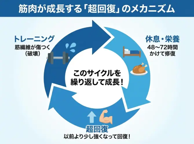筋肉が成長する「超回復」のサイクル図