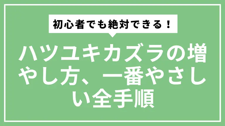 初心者でも絶対できる！ハツユキカズラの増やし方、一番やさしい全手順