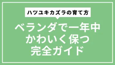 ハツユキカズラの育て方｜ベランダで一年中かわいく保つ完全ガイド