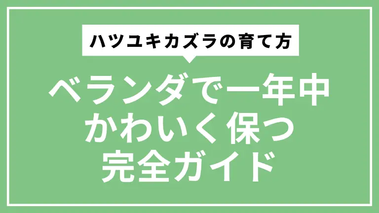 ハツユキカズラの育て方｜ベランダで一年中かわいく保つ完全ガイド