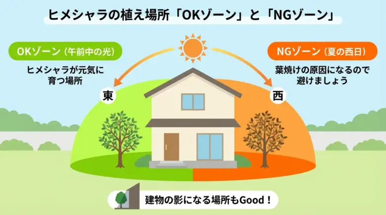 ヒメシャラの最適な植え場所（日当たり）