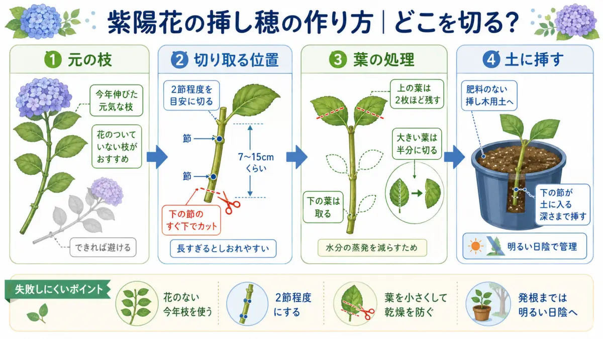 紫陽花の挿し木で使う挿し穂の作り方を、枝の選び方・切る位置・葉の処理・土に挿す位置まで図解したイラスト