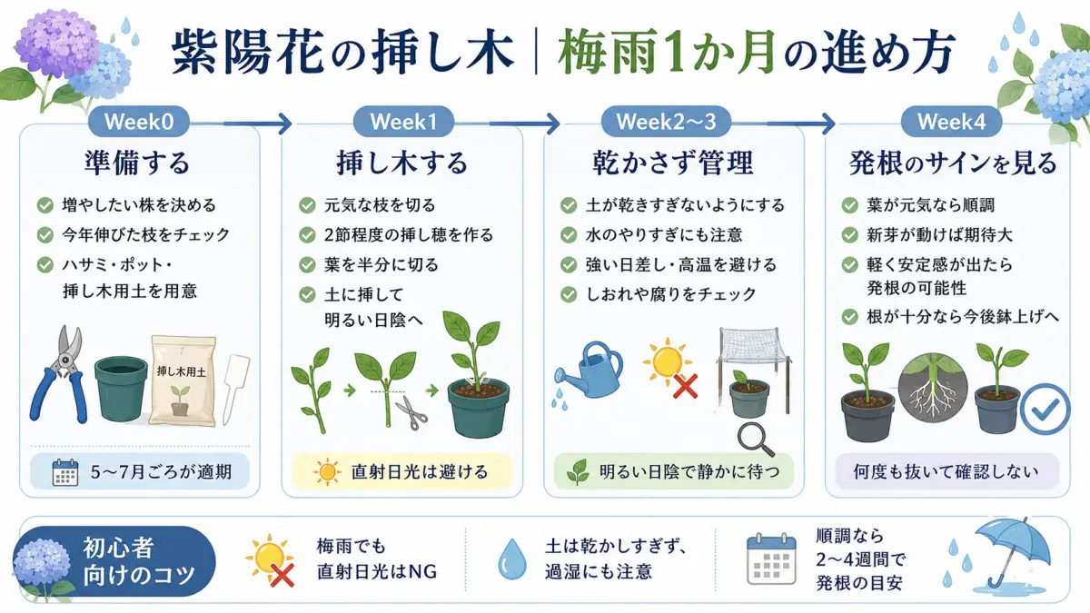 紫陽花の挿し木を梅雨の1か月で進める流れを、準備・挿す・管理・発根確認の4段階で整理した図解