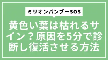 【ミリオンバンブーSOS】黄色い葉は枯れるサイン？原因を5分で診断し復活させる方法
