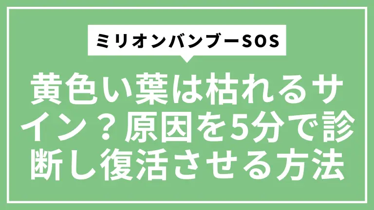 【ミリオンバンブーSOS】黄色い葉は枯れるサイン？原因を5分で診断し復活させる方法