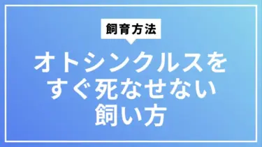 オトシンクルスをすぐ死なせない飼い方