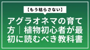 【もう枯らさない】アグラオネマの育て方｜植物初心者が最初に読むべき教科書