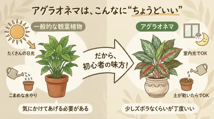 アグラオネマと一般的な観葉植物の育てやすさを比較する図解