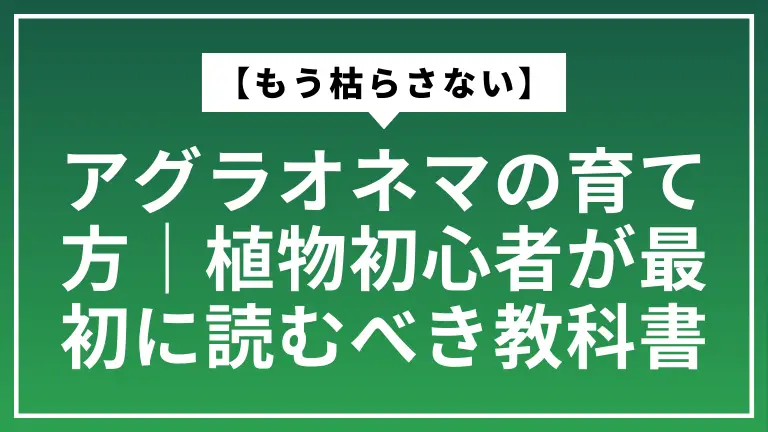 【もう枯らさない】アグラオネマの育て方｜植物初心者が最初に読むべき教科書