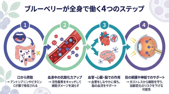 ブルーベリーの有効成分が腸で吸収され、血管・脳・目など全身で健康をサポートする流れを示した図解
