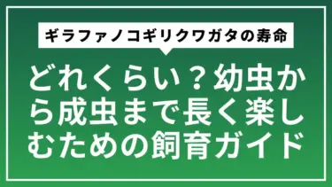 ギラファノコギリクワガタの寿命はどれくらい？幼虫から成虫まで長く楽しむための飼育ガイド