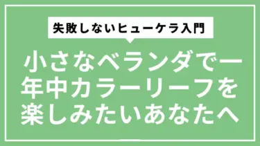 日陰ベランダでも失敗しないヒューケラ入門 ― 小さなベランダで一年中カラーリーフを楽しみたいあなたへ ―