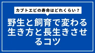 カブトエビの寿命はどれくらい？野生と飼育で変わる生き方と長生きさせるコツ