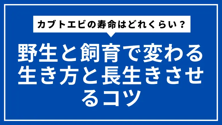 カブトエビの寿命はどれくらい？野生と飼育で変わる生き方と長生きさせるコツ