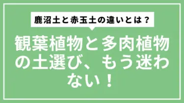 【初心者向け】鹿沼土と赤玉土の違いとは？観葉植物と多肉植物の土選び、もう迷わない！