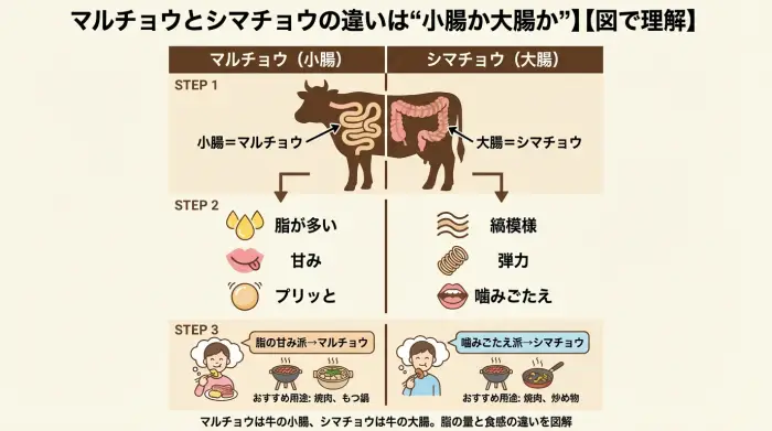 マルチョウ(小腸)とシマチョウ(大腸)の違いが一瞬で分かる「腸マップ」