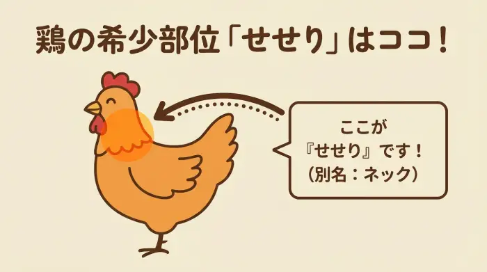 鶏のイラストで首の部分がハイライトされており、「ここがせせりです」と示している図解。