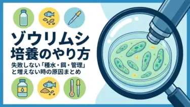 ゾウリムシ培養のやり方｜失敗しない「種水・餌・管理」と増えない時の原因まとめ