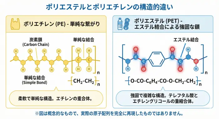 ポリエステルとポリエチレンの構造的違い