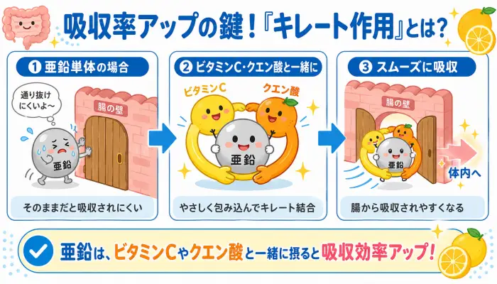 亜鉛とビタミンC・クエン酸によるキレート作用の仕組み図解。ビタミンCが亜鉛を包み込み、腸からの吸収を助けるプロセス。