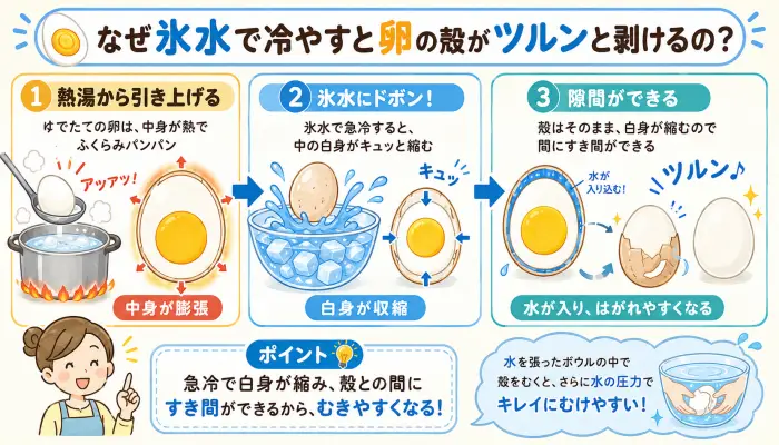 熱湯から引き上げた卵を氷水で急冷することで、白身が収縮して殻との間に隙間ができ、綺麗に剥けるメカニズムの図解。