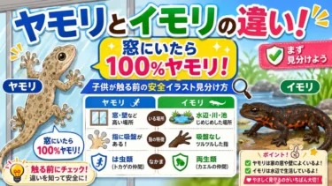 ヤモリとイモリの違い！窓にいたら100%ヤモリ！子供が触る前の安全イラスト見分け方